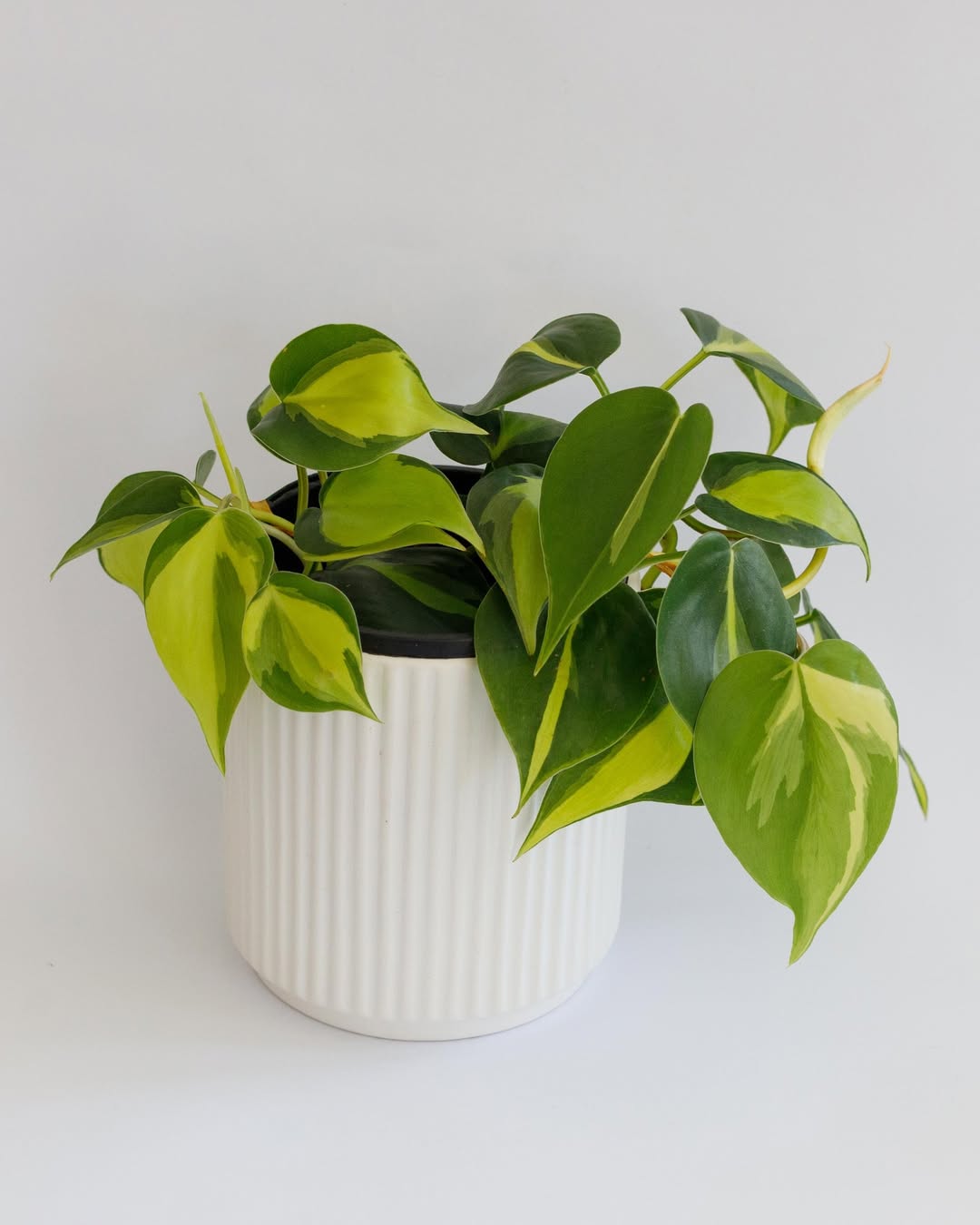 philodendron brazil cocok untuk ruang tamu