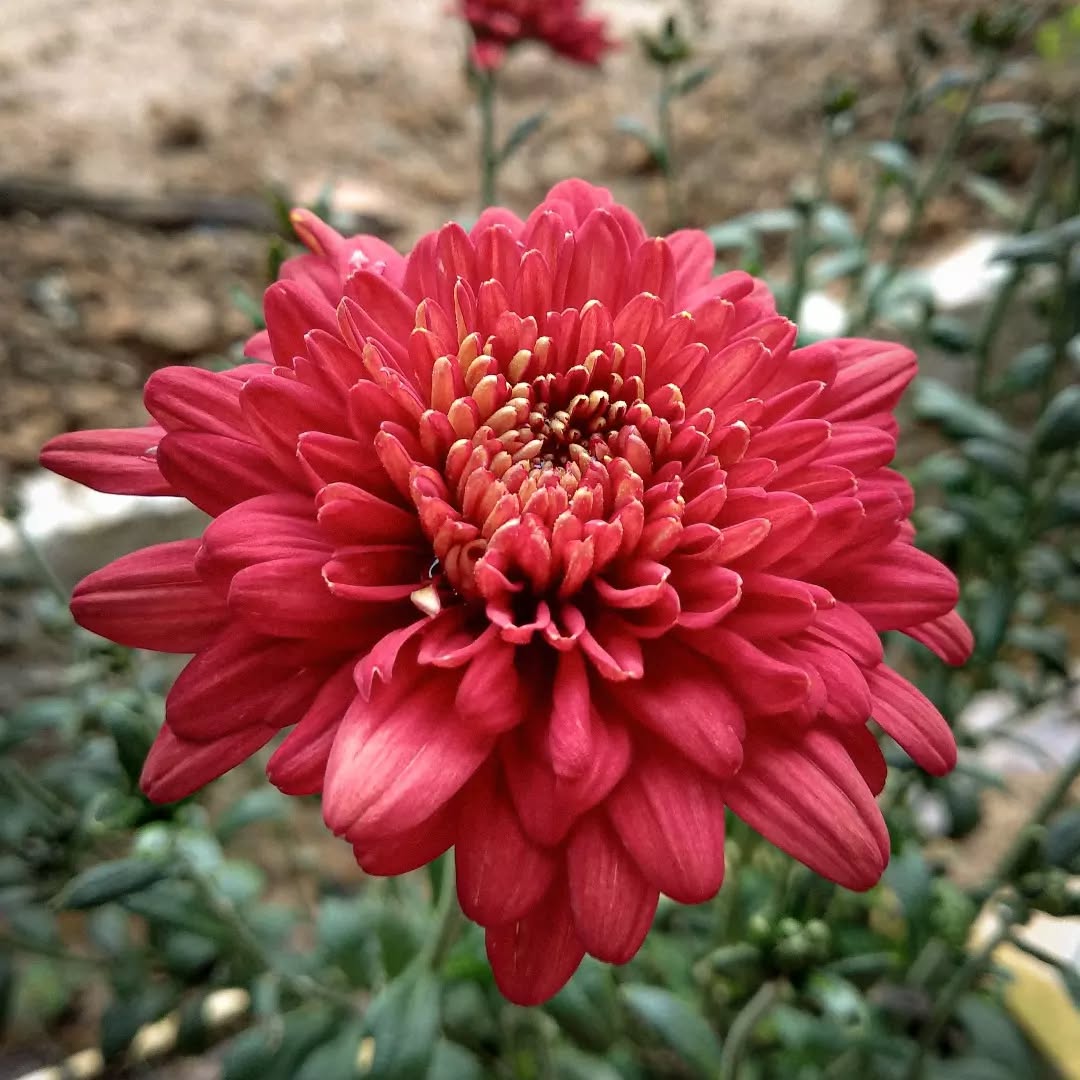 harga cat genteng terbaik dan mengkilap