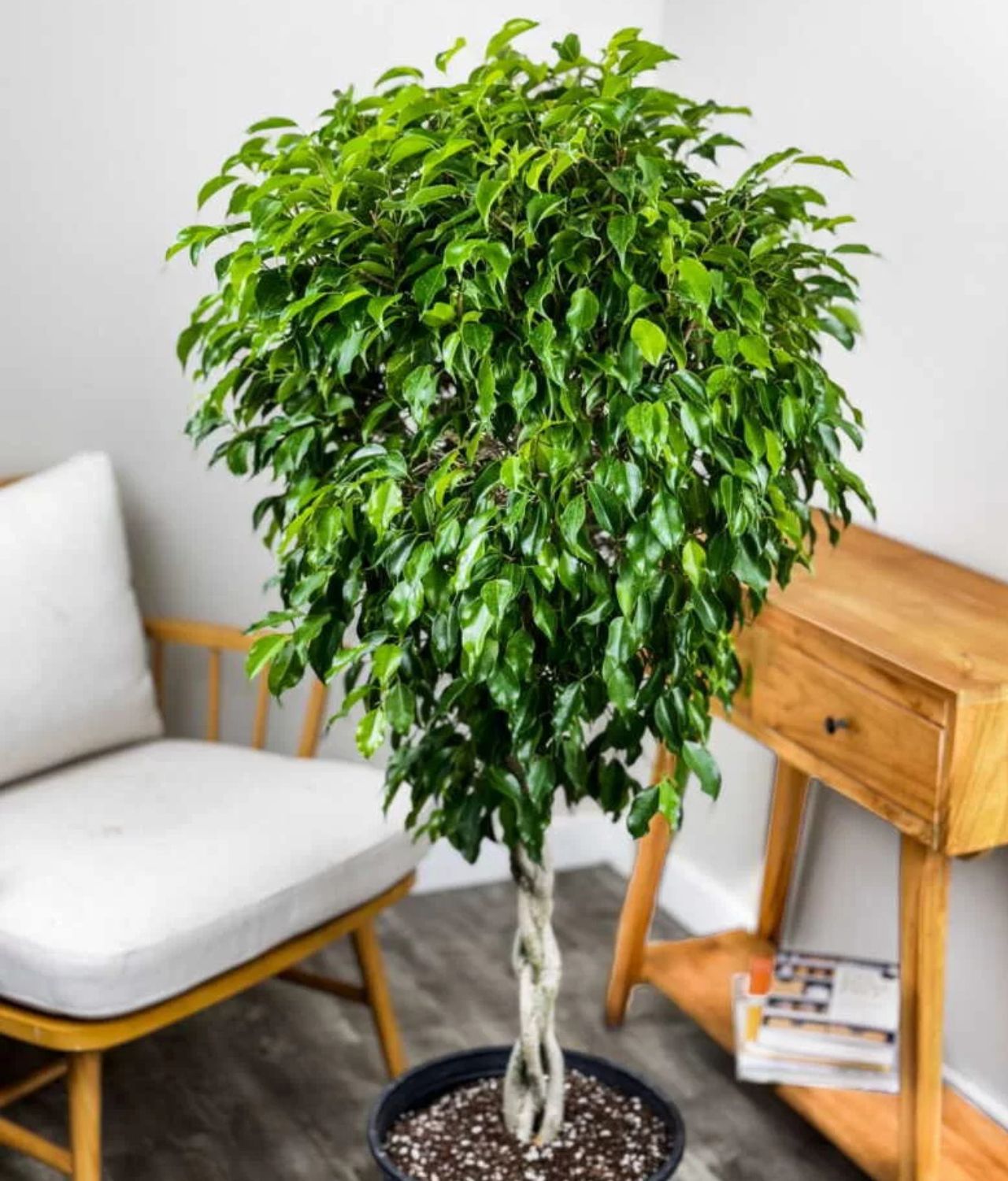 pohon ara atau ficus