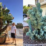 7 Jenis Pohon Kaktus untuk Inspirasi Taman Rumah