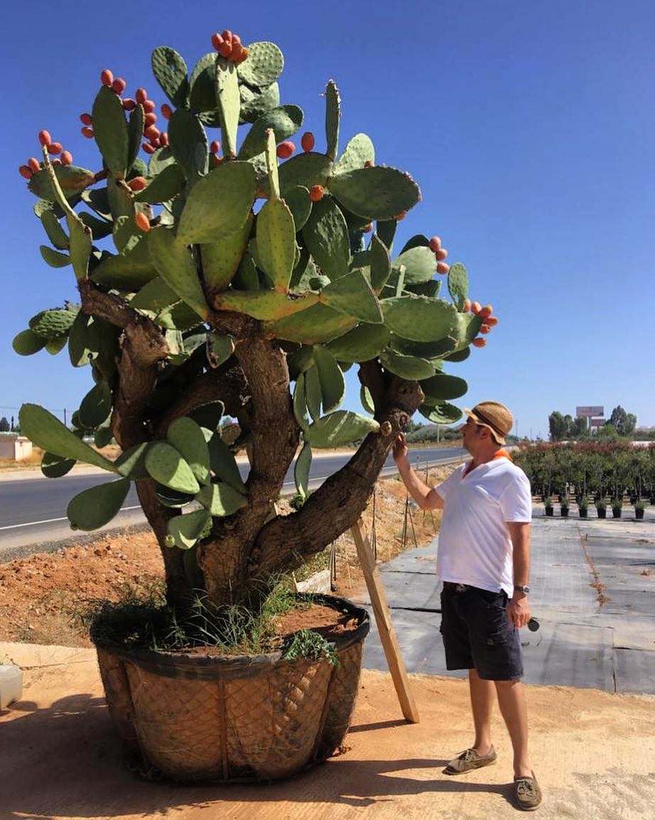 pohon kaktus besar, kaktus centong