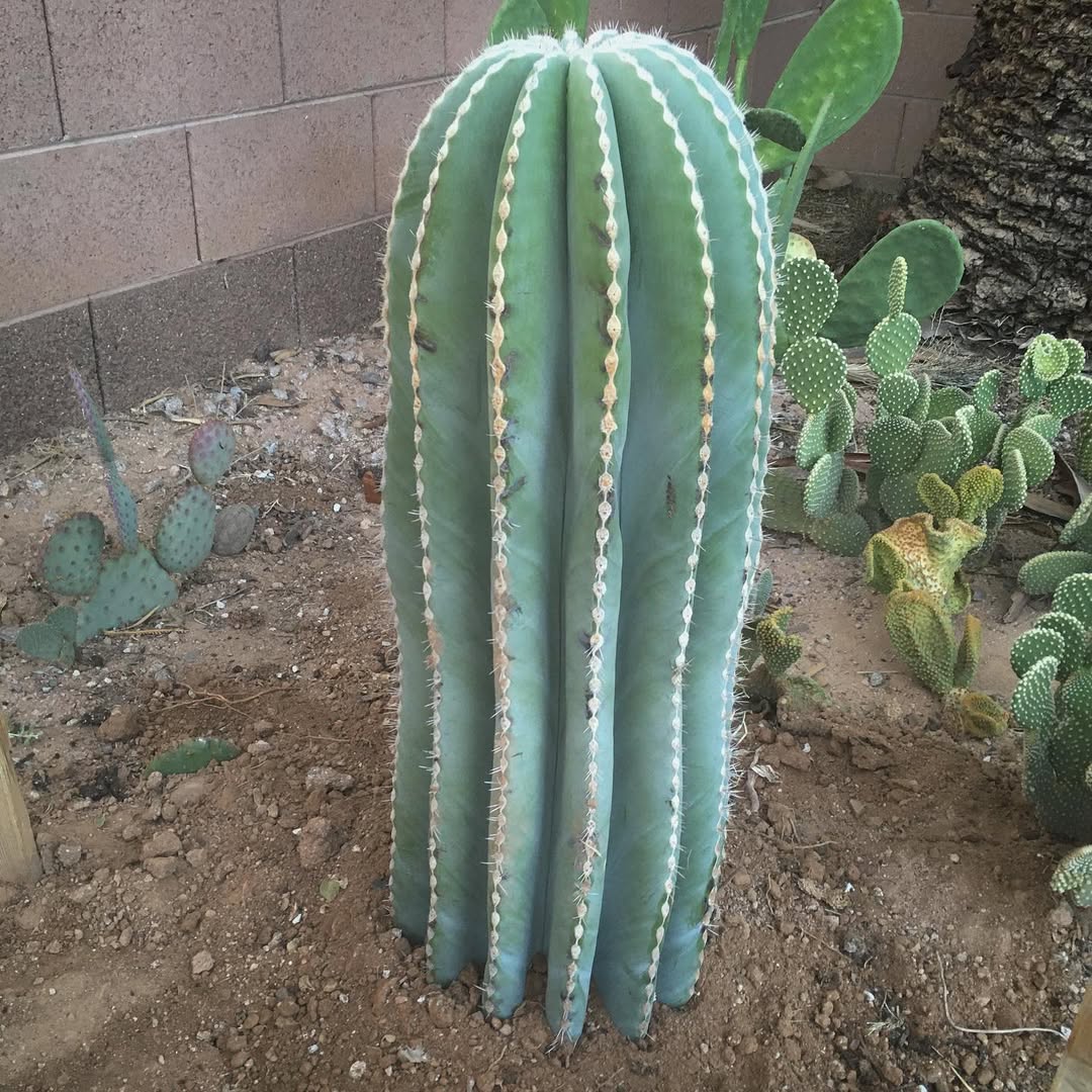 pohon kaktus besar, kaktus lilin raksasa