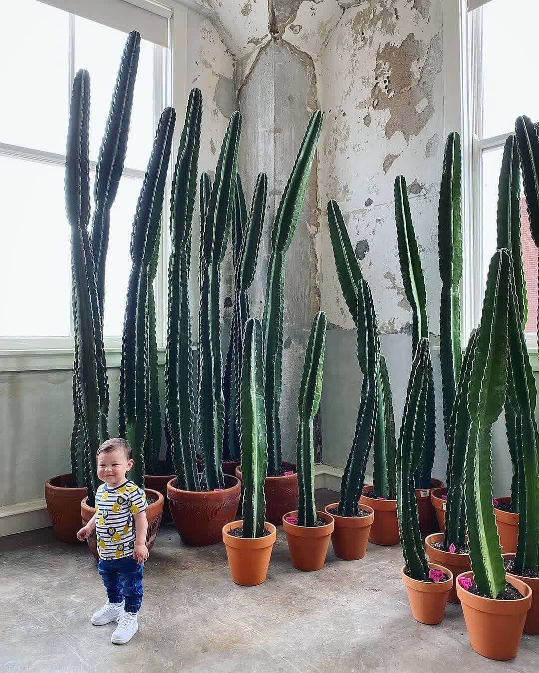 pohon kaktus, kaktus apel peru