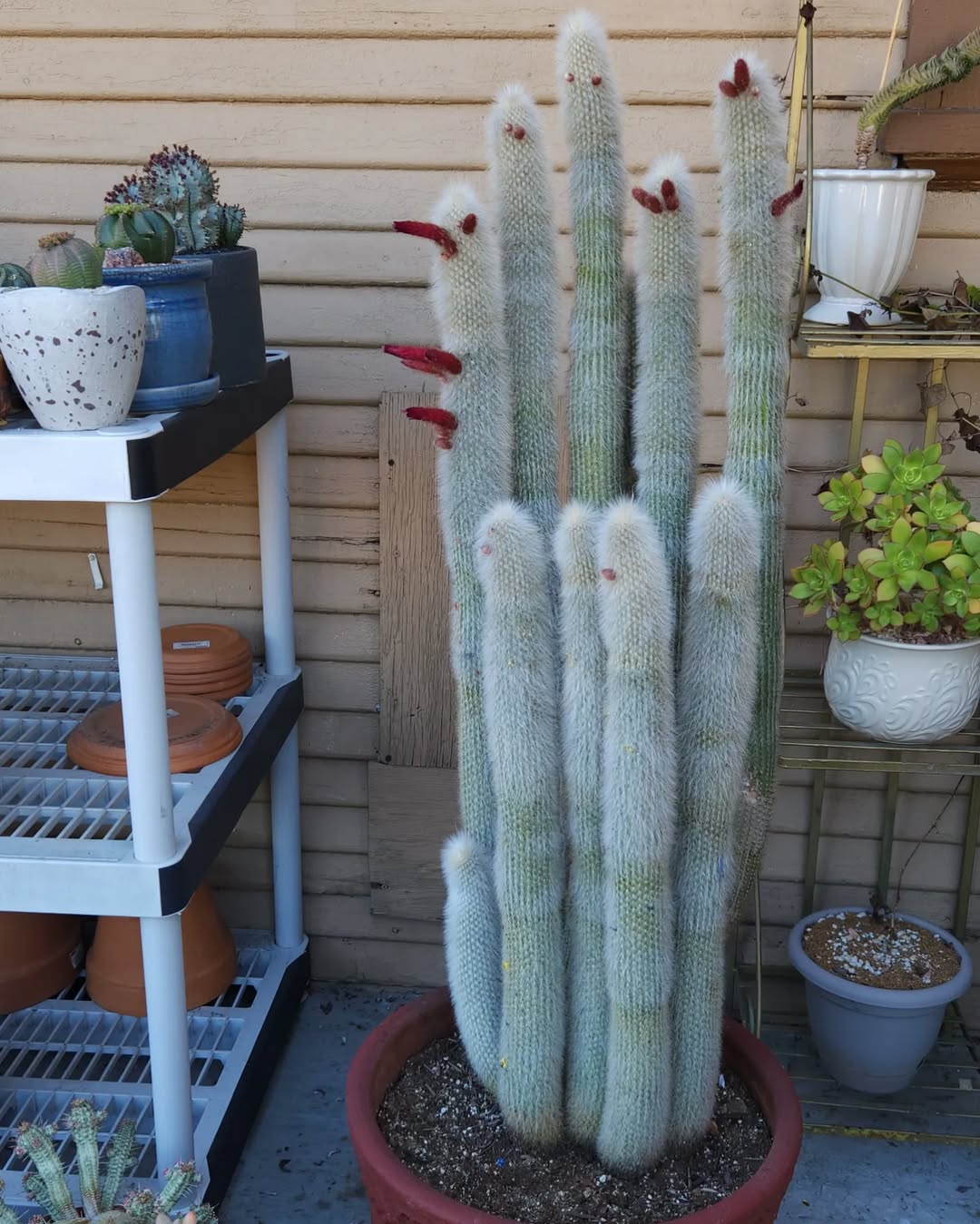 pohon kaktus obor emas