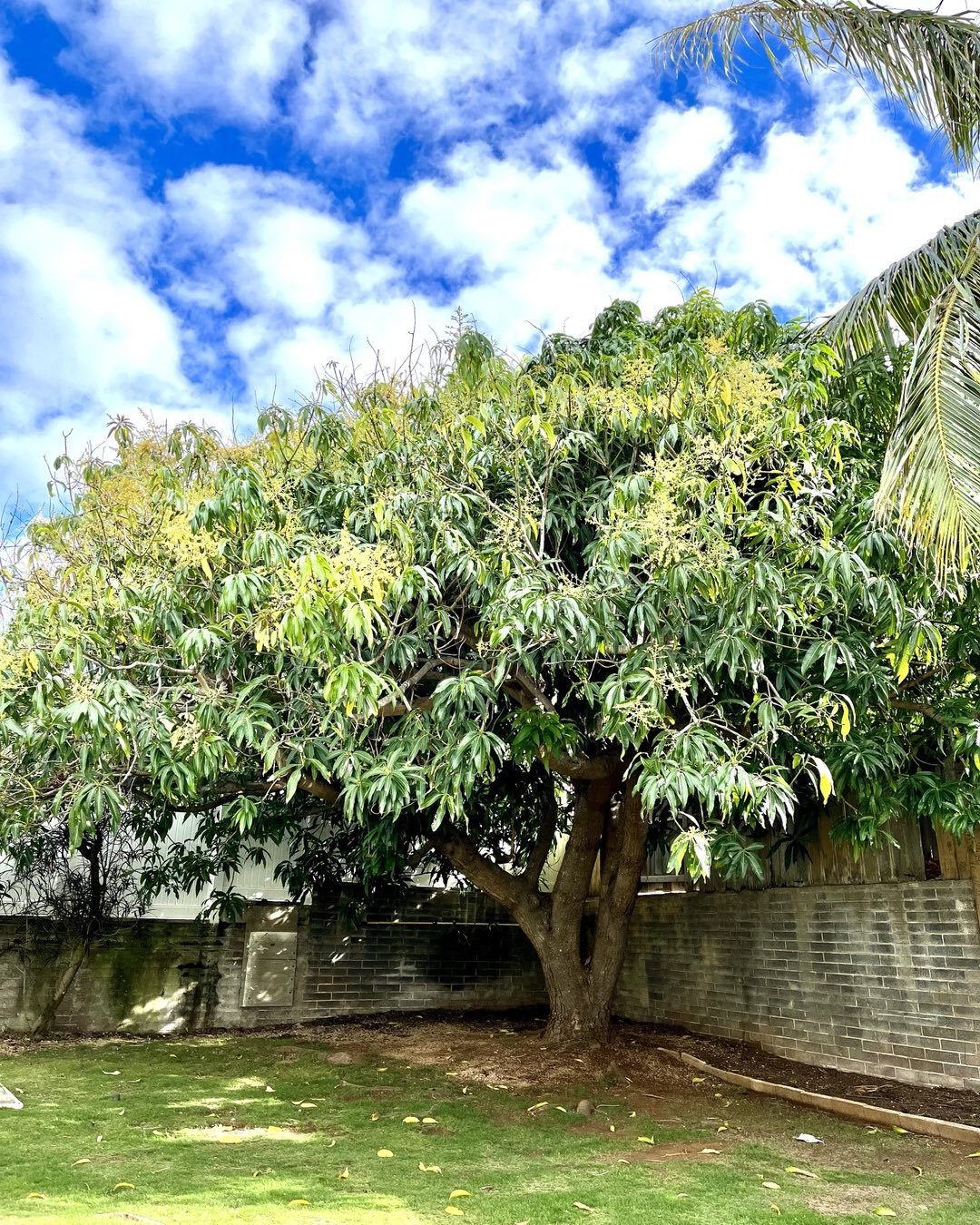 tanaman yang bisa dicangkok
