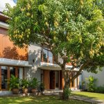 Rahasia Tanaman Berbuah Lebat untuk Budidaya Rumahan