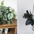 7 Jenis Tanaman Scindapsus yang Populer dan Banyak Diburu Pencinta Tanaman Hias