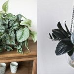 7 Jenis Tanaman Scindapsus yang Populer dan Banyak Diburu Pencinta Tanaman Hias
