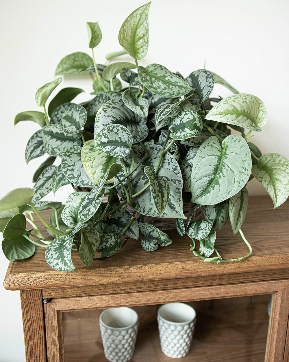 scindapsus exotica scindapsus exotica