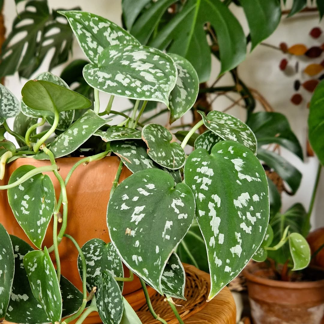 scindapsus pictus argyraeus scindapsus pictus argyraeus