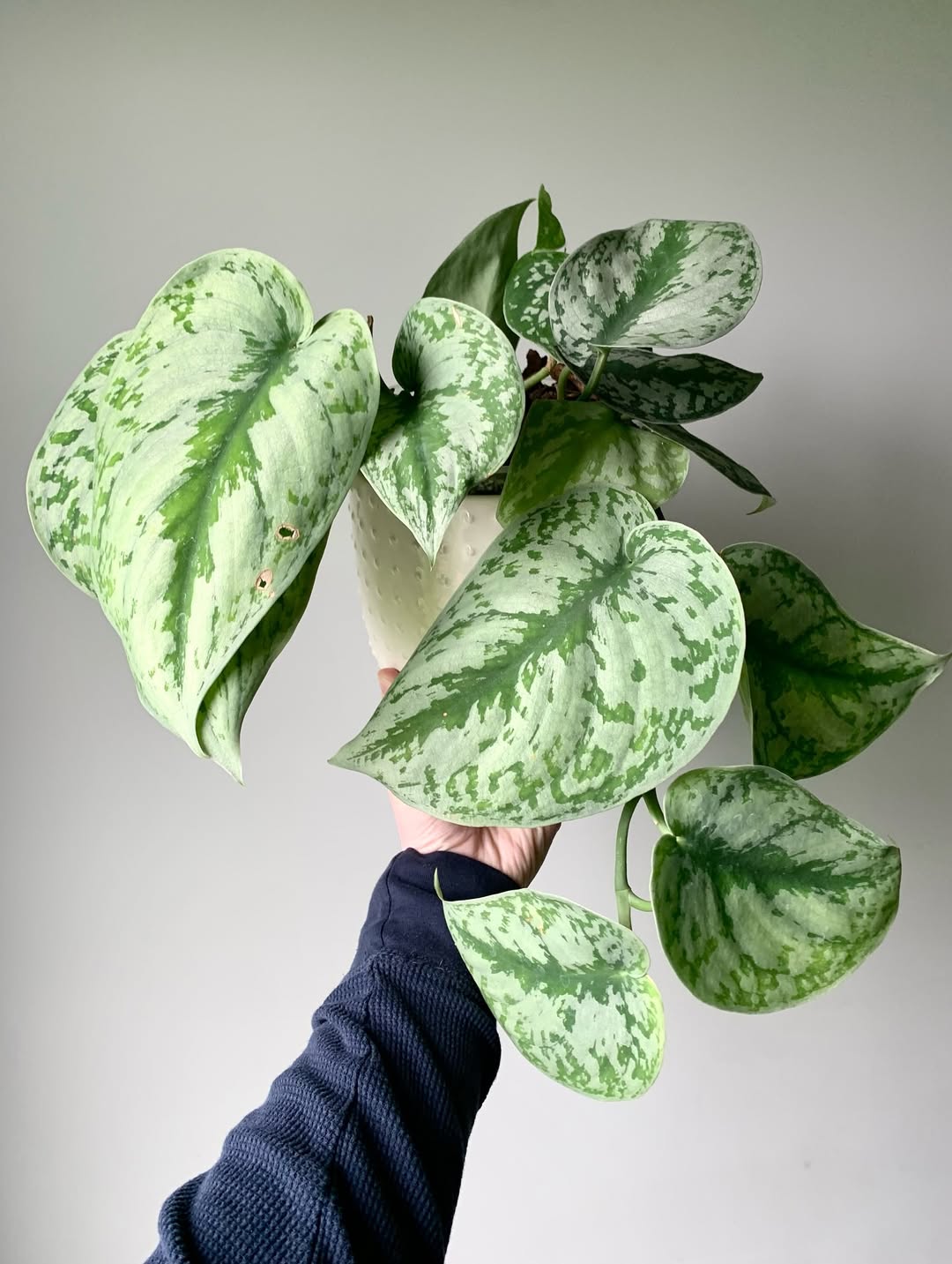 scindapsus pictus scindapsus pictus