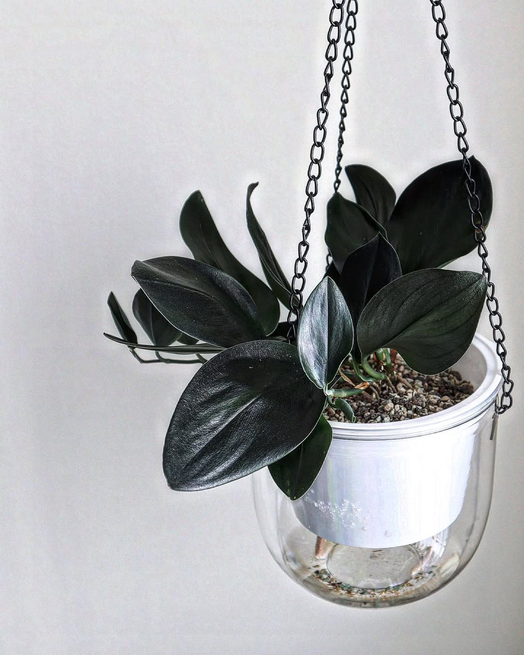 scindapsus treubii dark form scindapsus treubii dark form