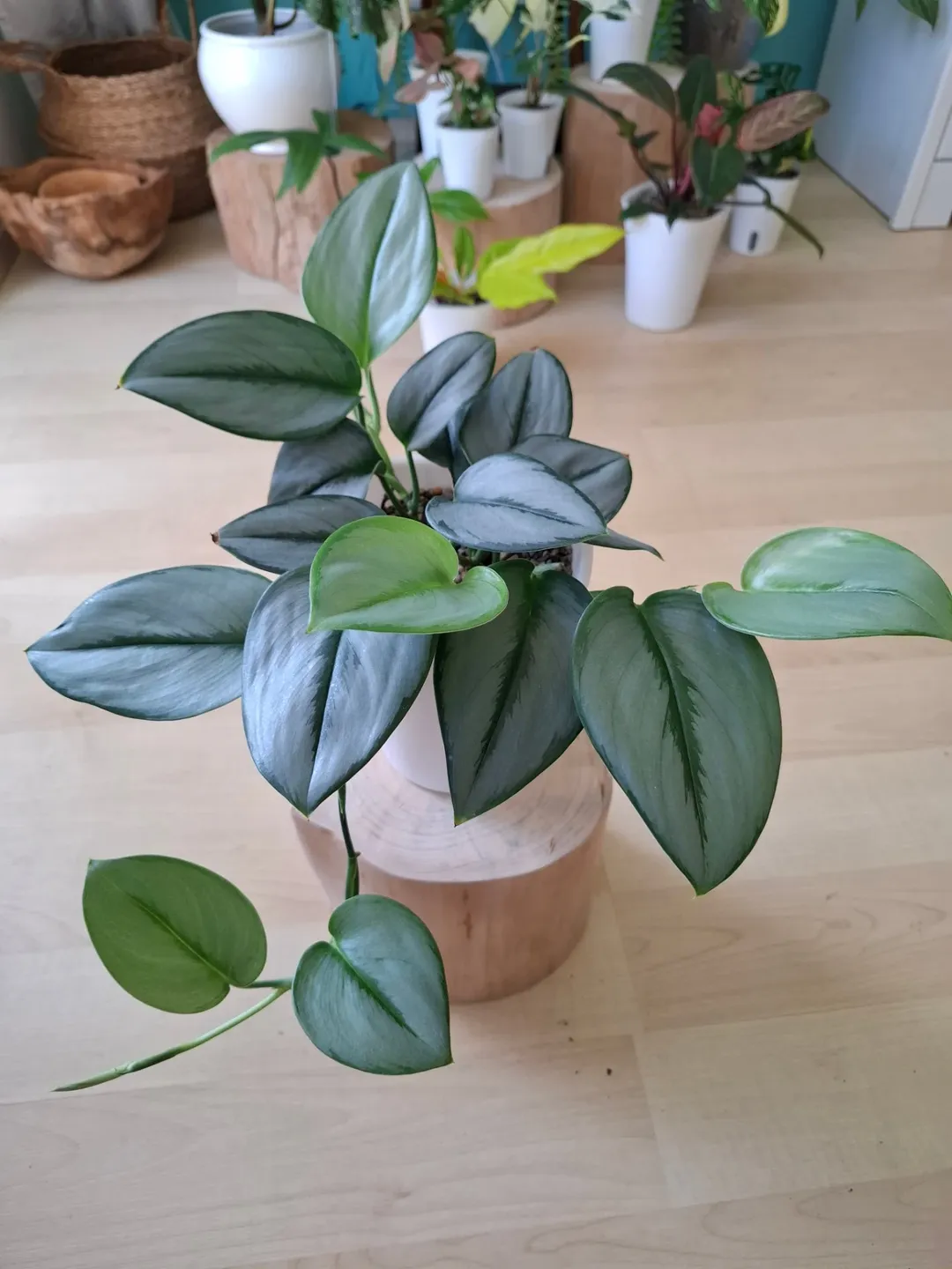 scindapsus treubii moonlight scindapsus treubii moonlight