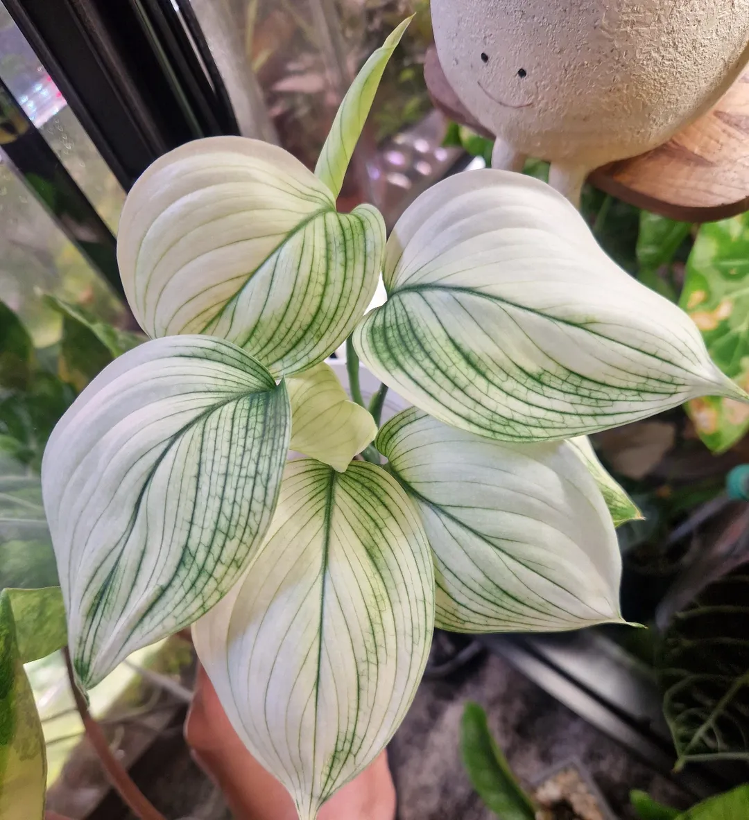 scindapsus white monster scindapsus white monster