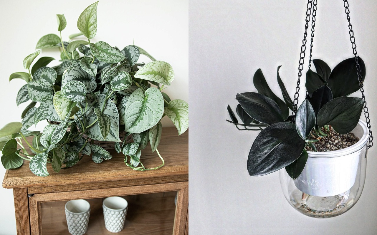 7 Jenis Tanaman Scindapsus yang Populer dan Banyak Diburu Pencinta Tanaman Hias