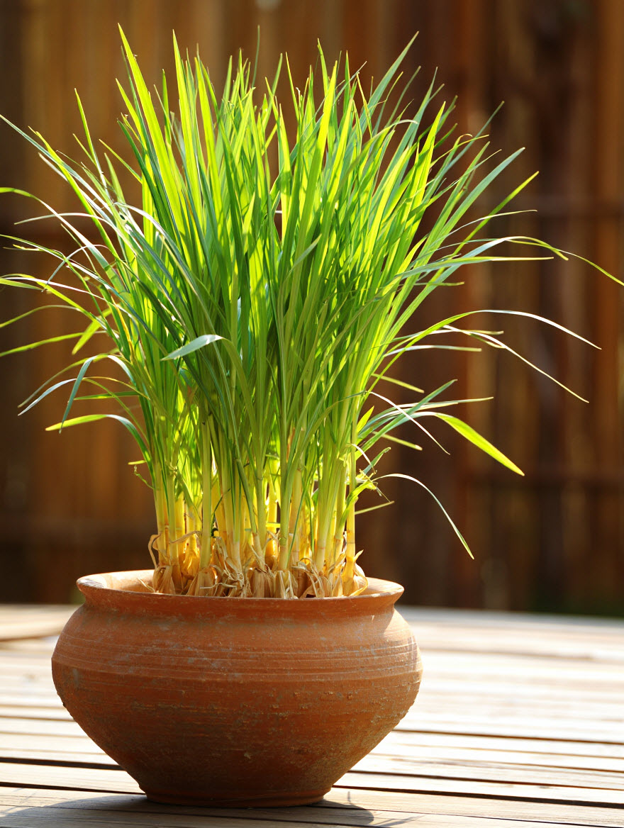 tanaman yang tidak disukai ayam