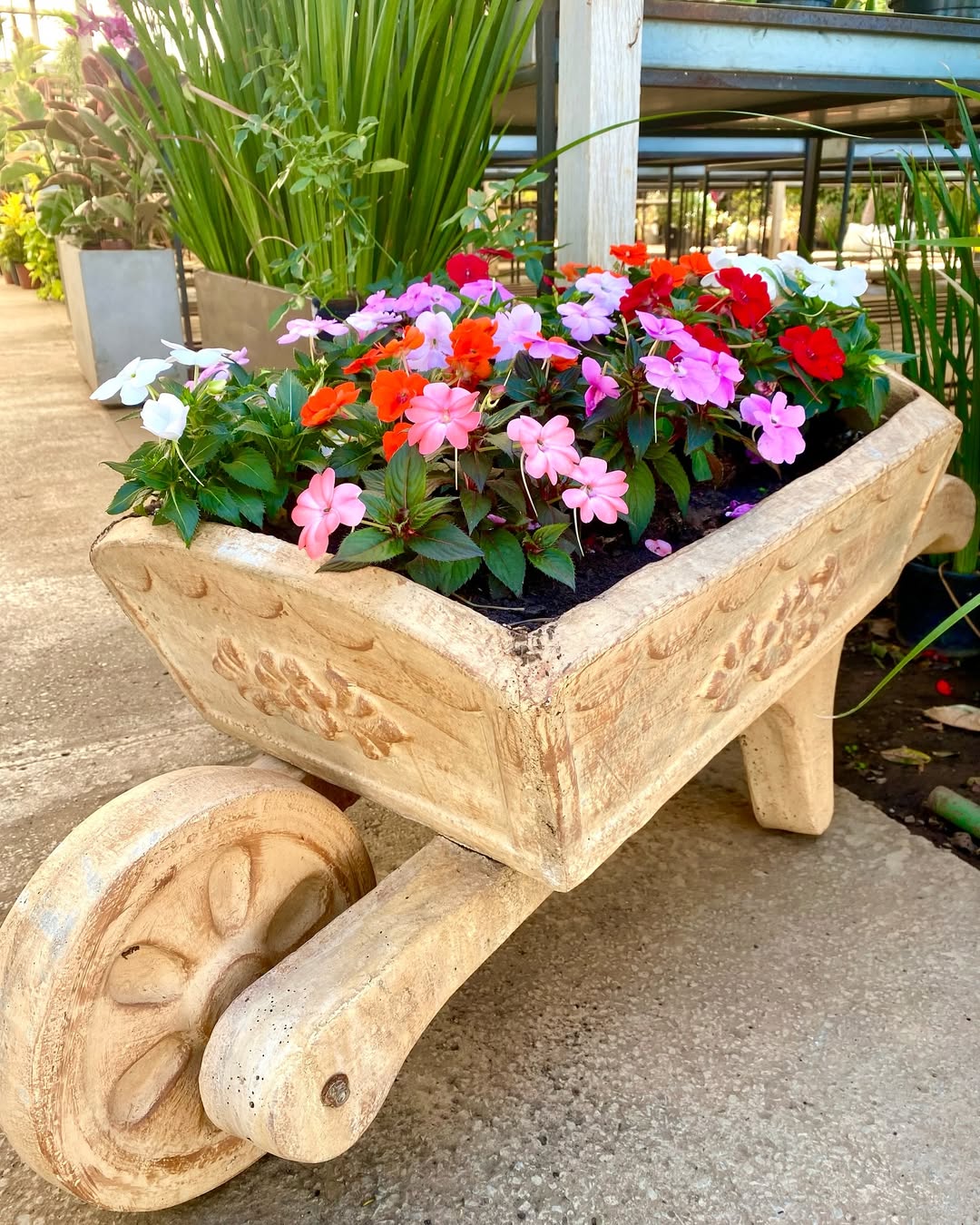 sunpatiens sunpatiens