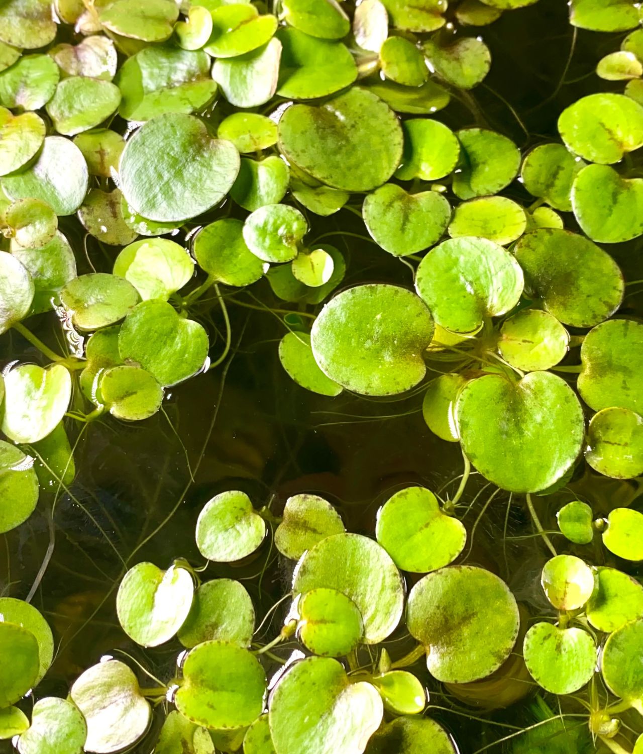 tanaman air aquarium Amazon Frogbit