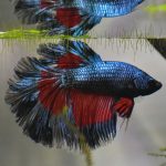 5 Jenis Tanaman Air untuk Ikan Cupang yang Mudah Dicari