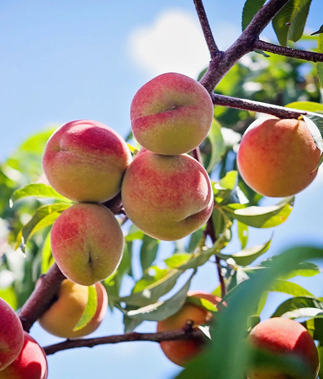 tanaman buah pembawa hoki persik