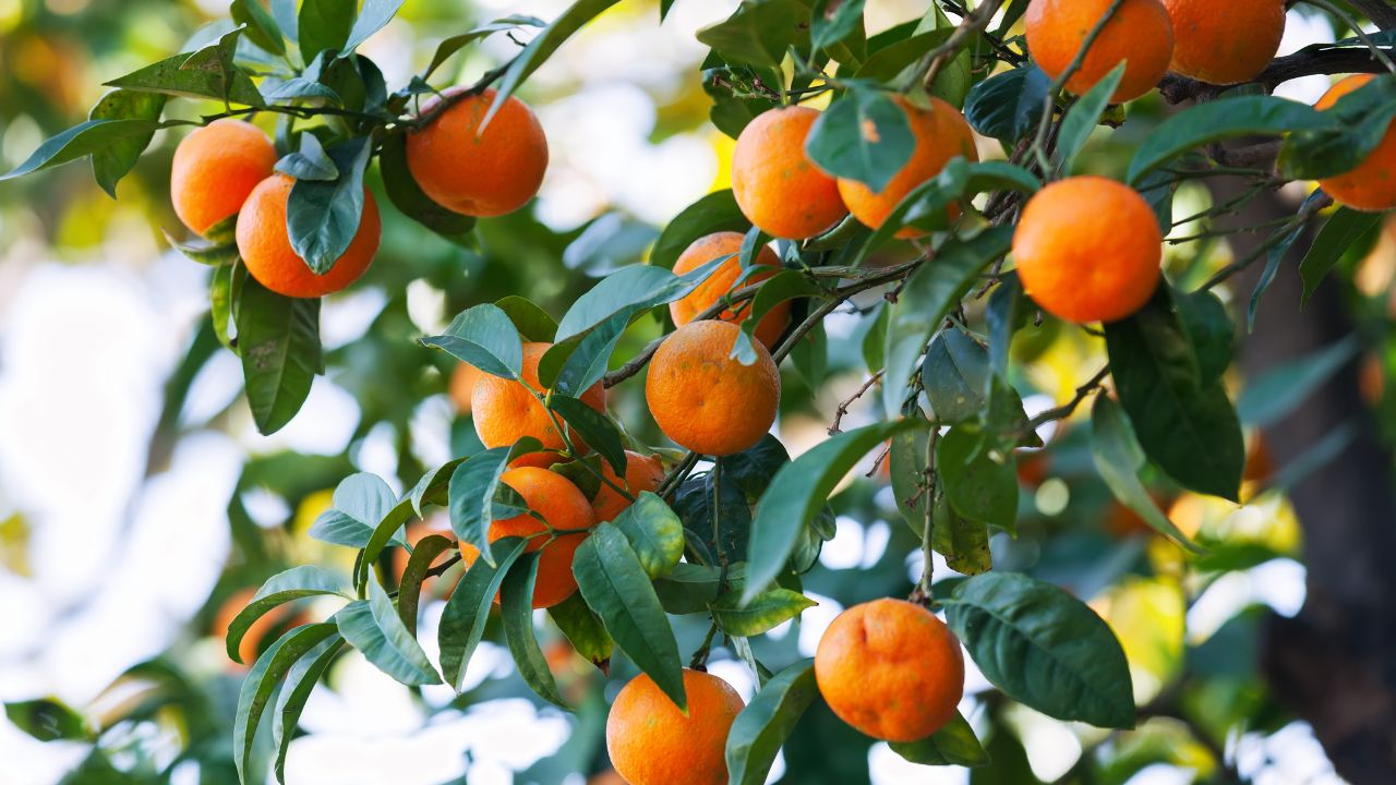 5 Tanaman Buah Pembawa Hoki dan Rezeki Tahun 2026