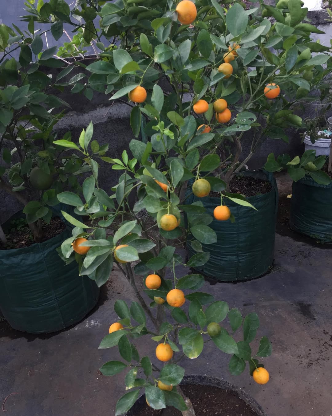 tanaman buah untuk taman minimalis, jeruk kalamansi tanaman buah untuk taman minimalis, jeruk kalamansi