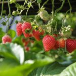 5 Tanaman Buah yang Cocok di Tempat Teduh