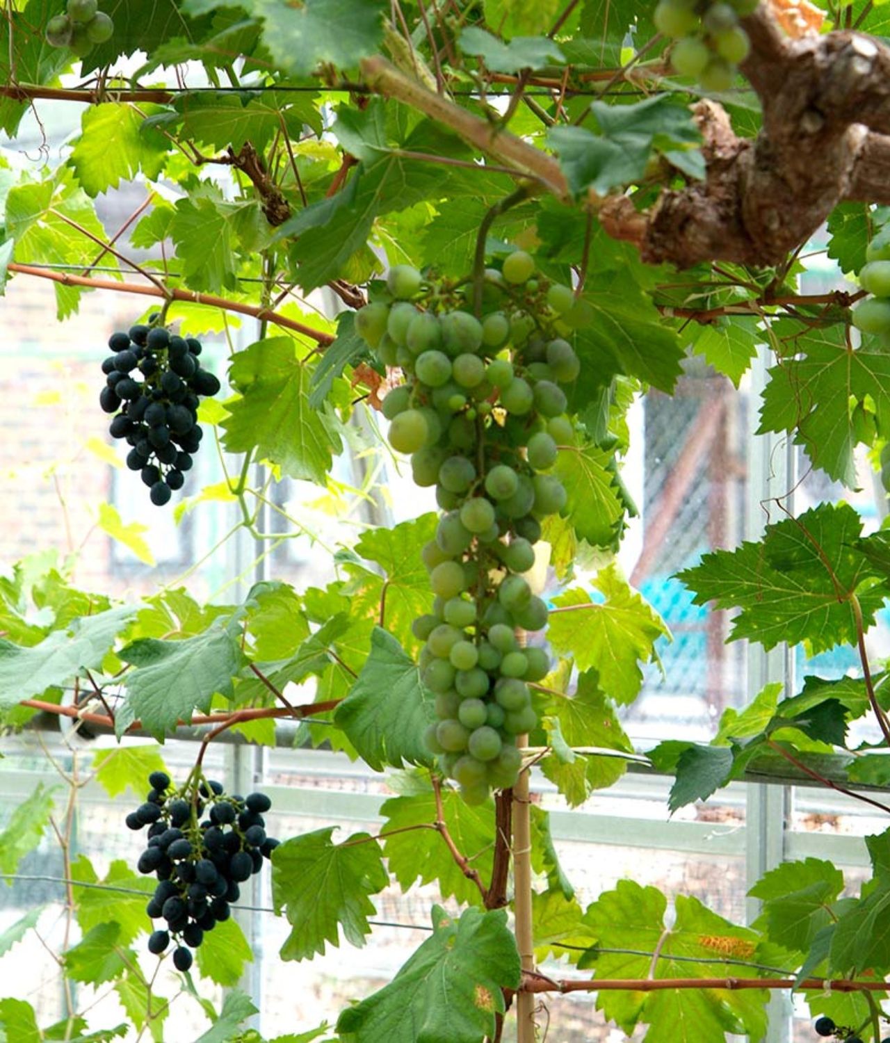 tanaman buah yang cocok di tempat teduh anggur