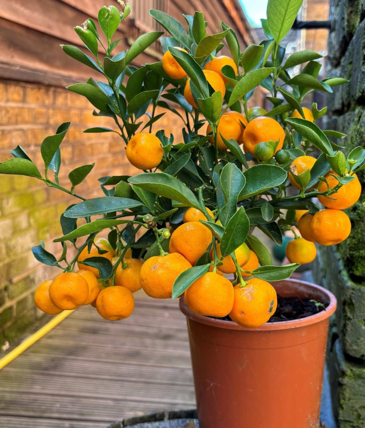 tanaman buah yang cocok di tempat teduh jeruk