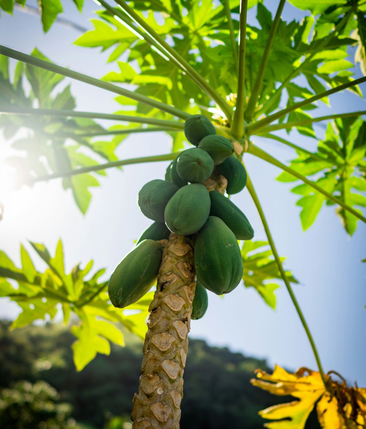 tanaman buah yang cocok di tempat teduh pepaya