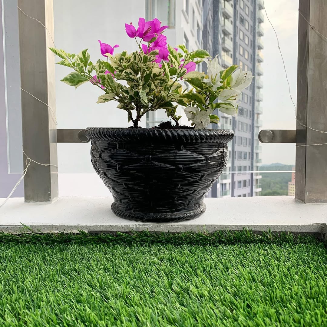 tanaman bunga depan rumah minimalis, bougenville mini