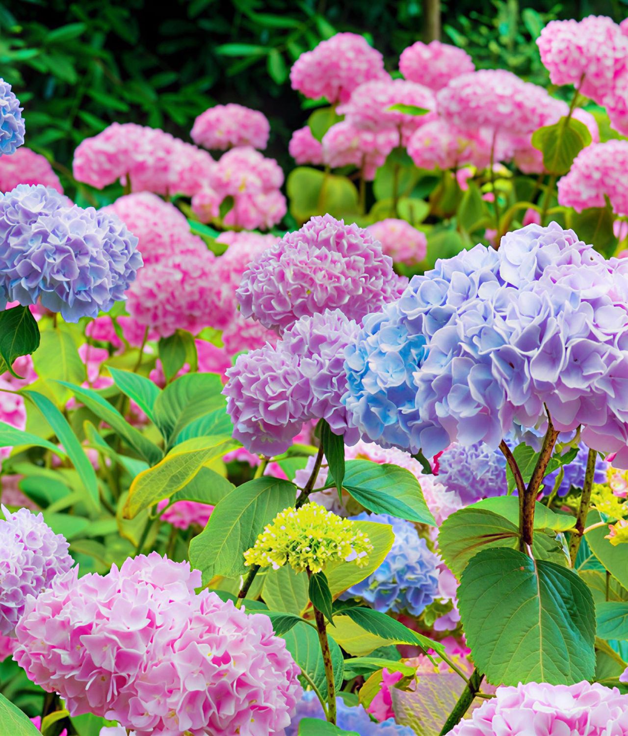 tanaman bunga pembawa sial hydrangea