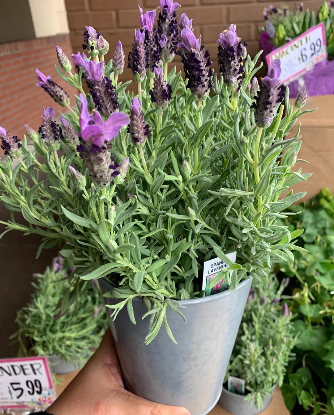 warna cat ruang tamu yang sejuk warna cat ruang tamu yang sejuk