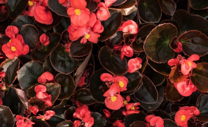 tanaman bunga yang tidak butuh sinar matahari