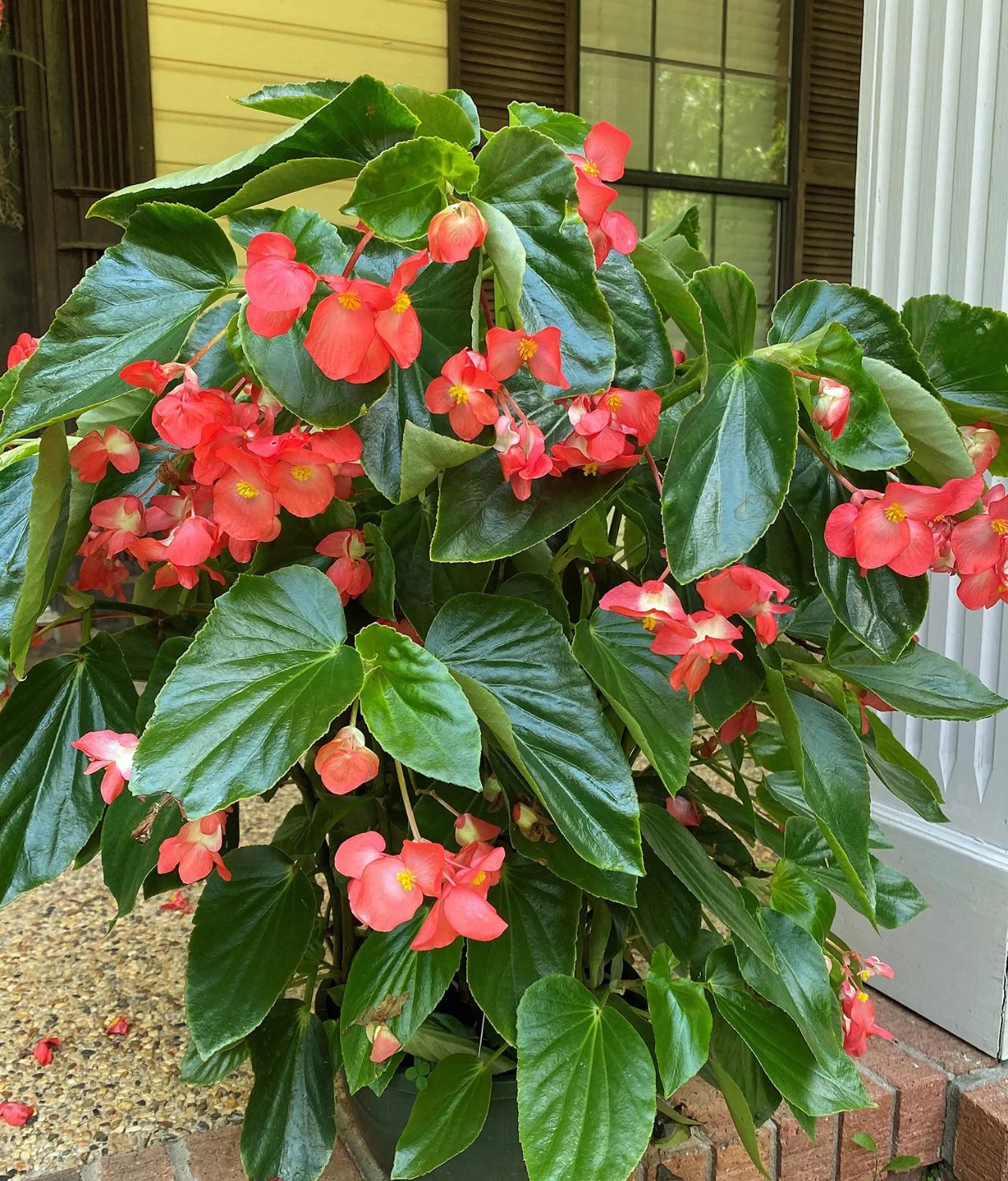 tanaman bunga yang tidak butuh sinar matahari begonia