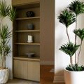 7 Jenis Tanaman Dracaena yang Populer dan Mudah Dirawat