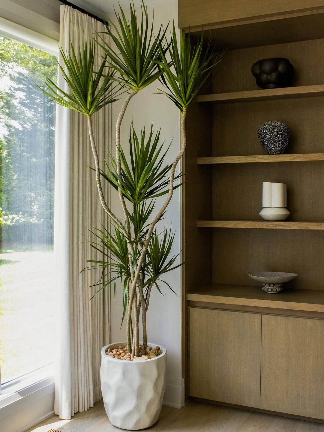 tanaman dracaena marginata