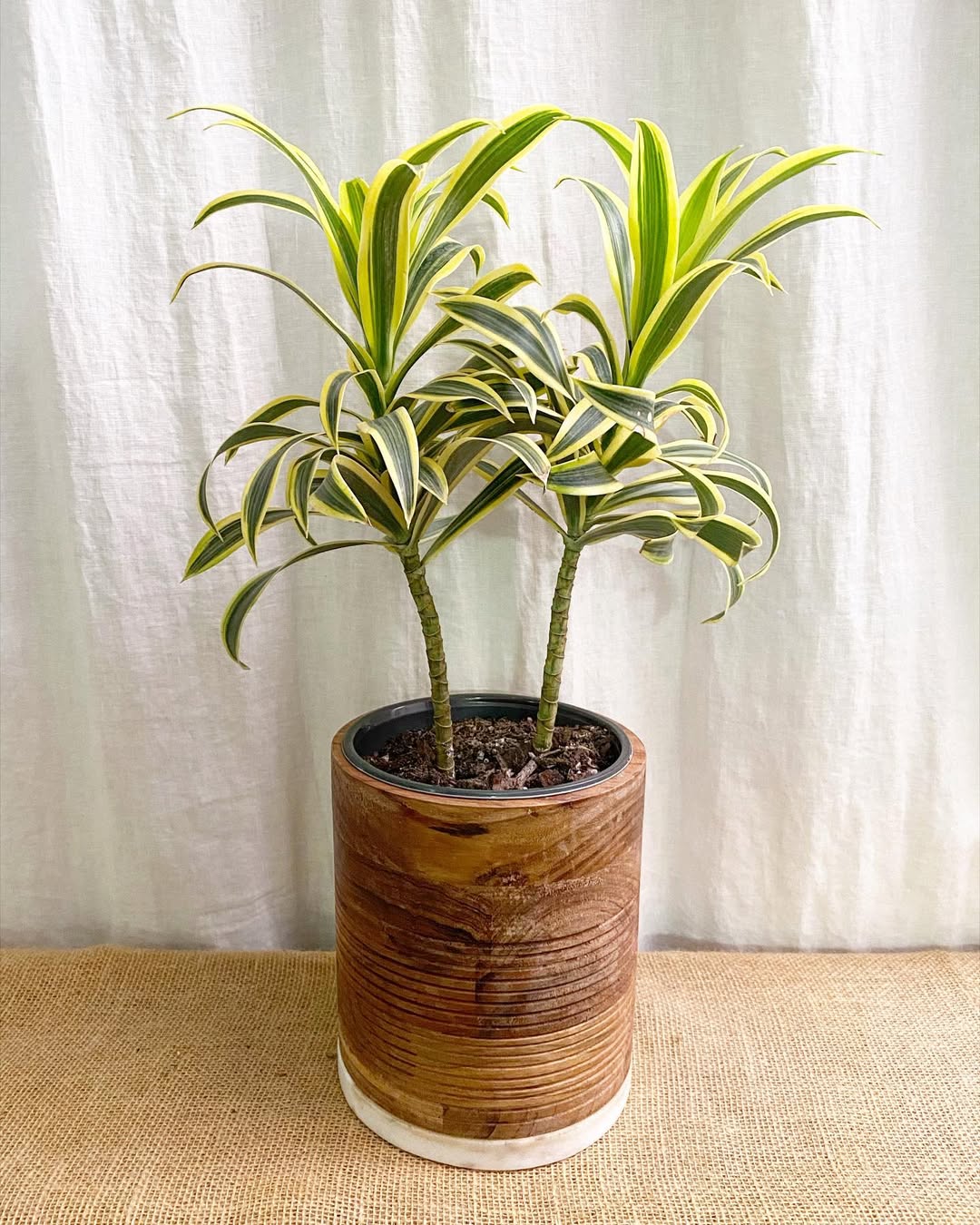 tanaman dracaena reflexa