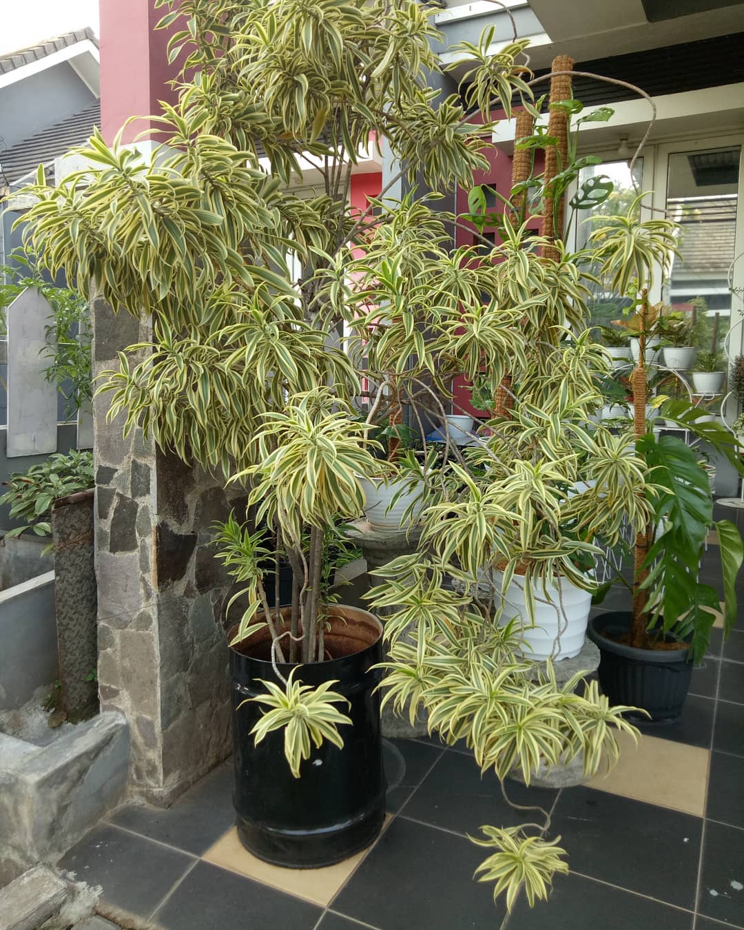 tanaman dracaena song of india