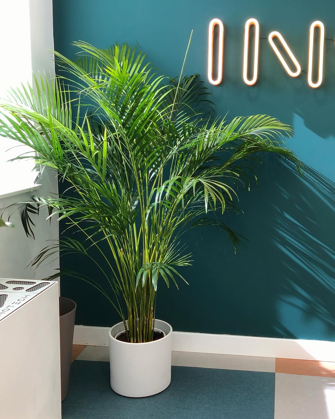 tanaman hias daun kecil panjang, areca palm