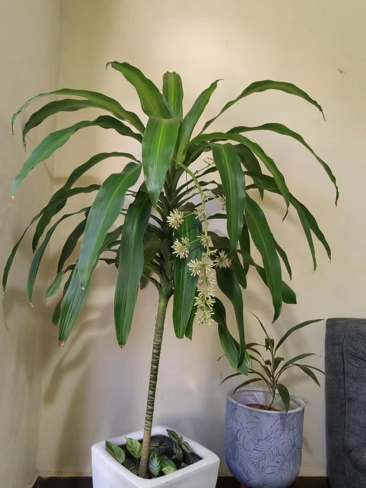 tanaman hias daun lebar panjang, dracaena fragrans