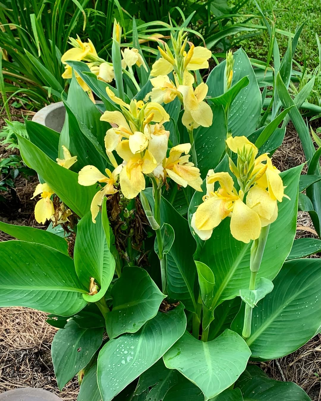 tanaman hias daun panjang bunga kuning, canna lily