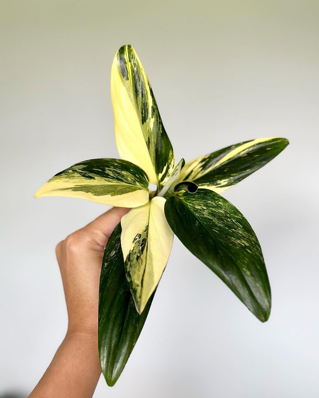 tanaman hias daun panjang hijau putih, monstera standleyana