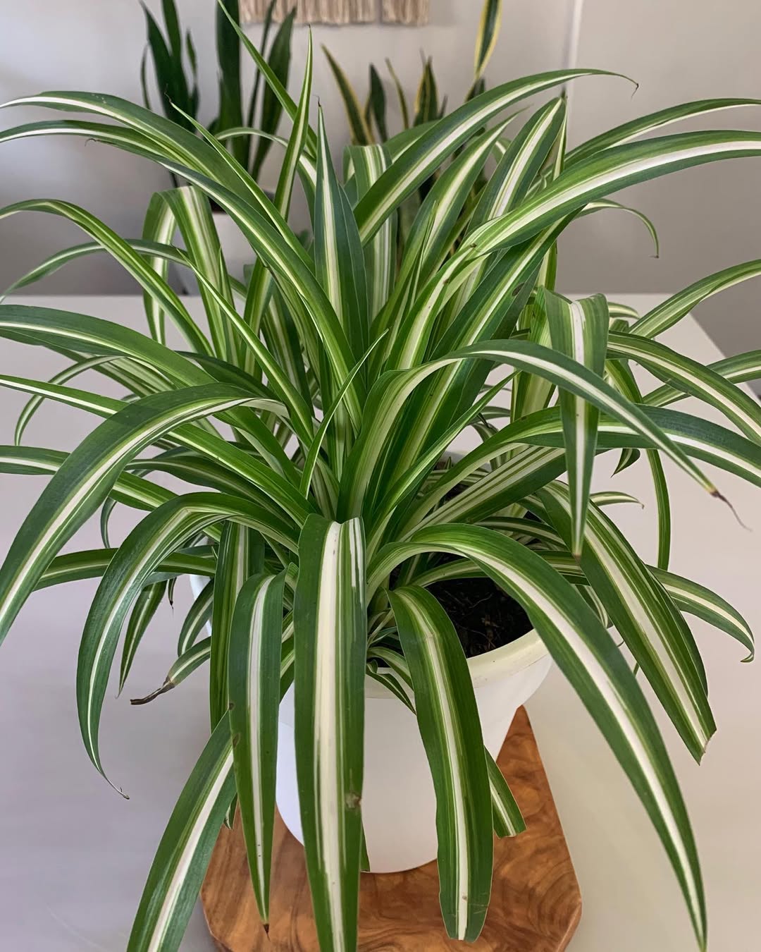 tanaman hias daun panjang hijau putih