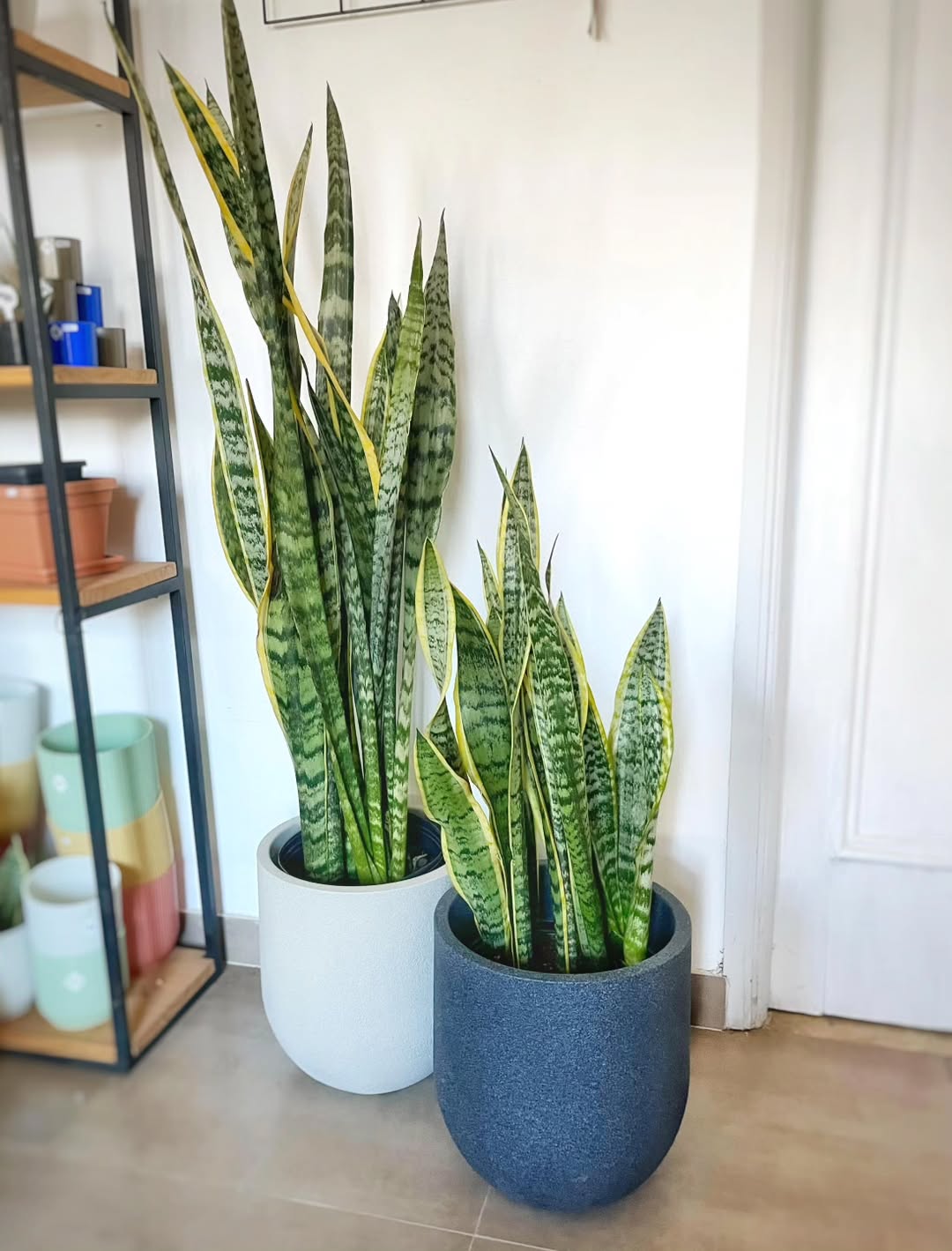 tanaman hias daun panjang, lidah mertua