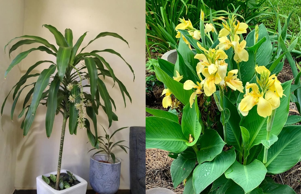 tanaman hias daun panjang