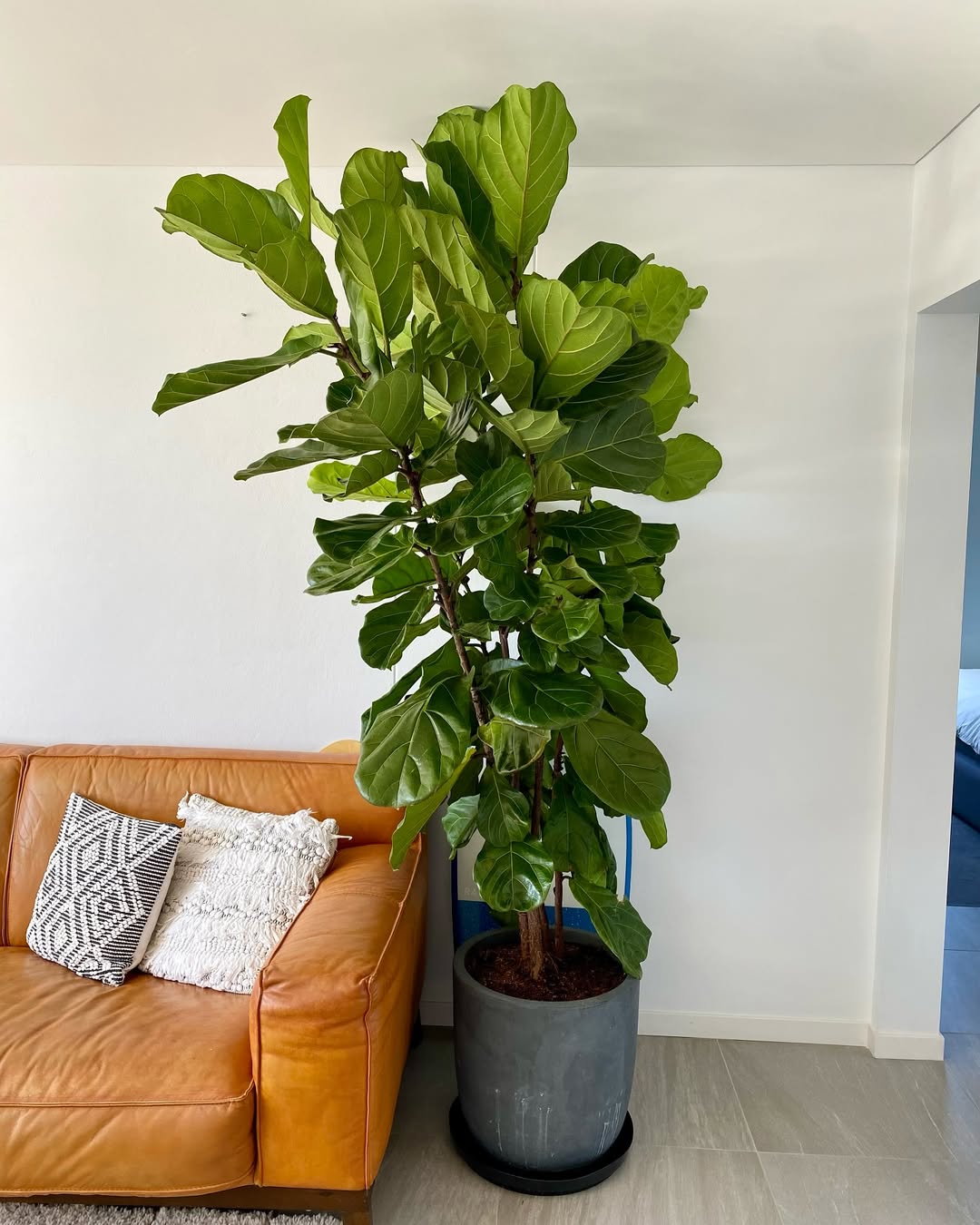 tanaman hias pojok ruang tamu, fiddle leaf fig