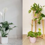 7 Tanaman Hias Ruang Tamu Terbaik & Cara Menatanya