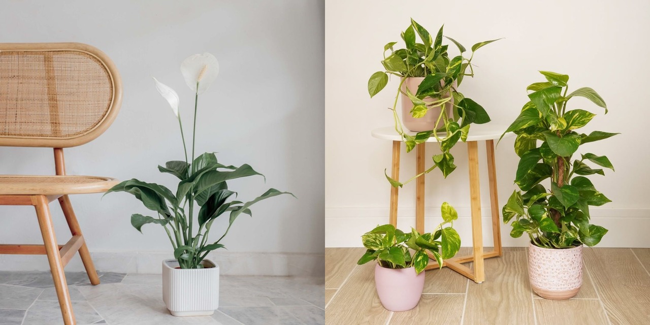 tanaman hias ruang tamu