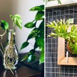 5 Jenis Tanaman Hias Tanpa Tanah yang Unik dan Aesthetic untuk Mempercantik Rumah